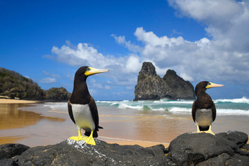Dois irmãos