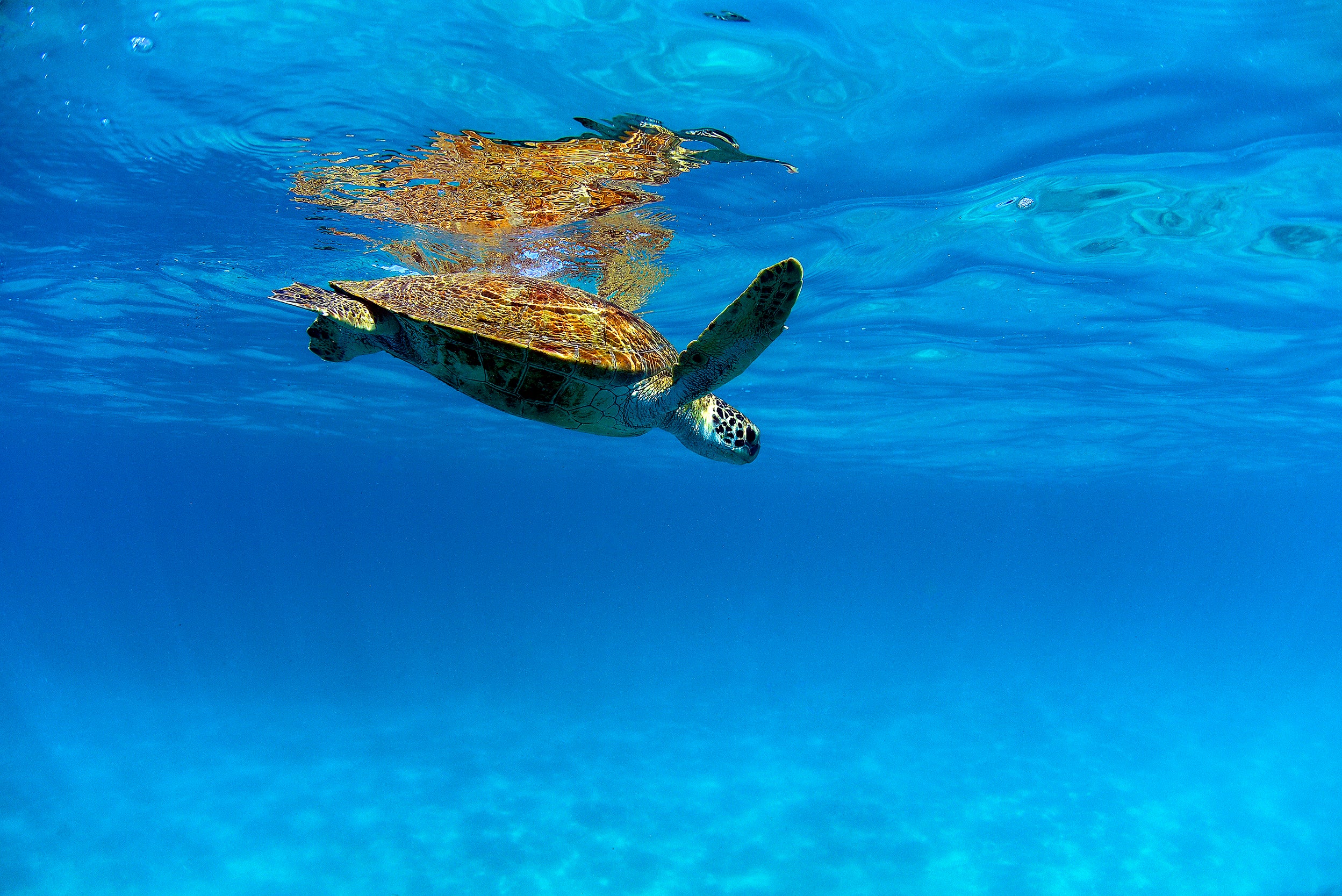 Pr Blue Turtle Blue Turtle