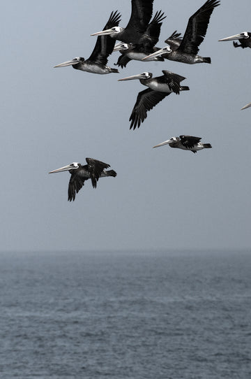 Pelicanos