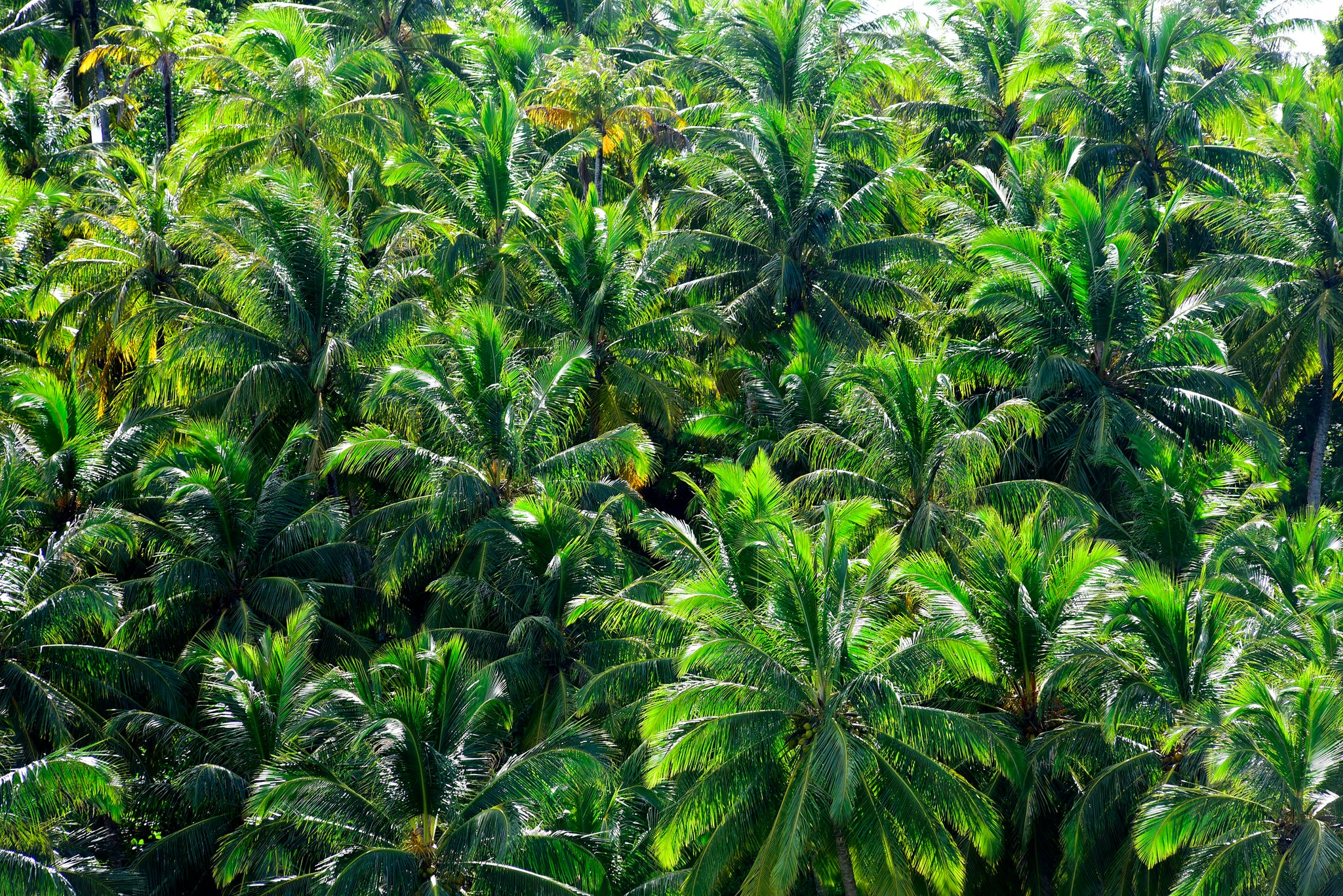 Verdes Coqueiros