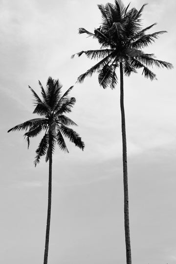 No Color