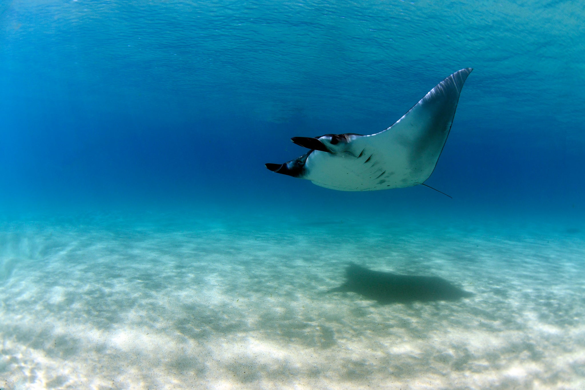 A Manta